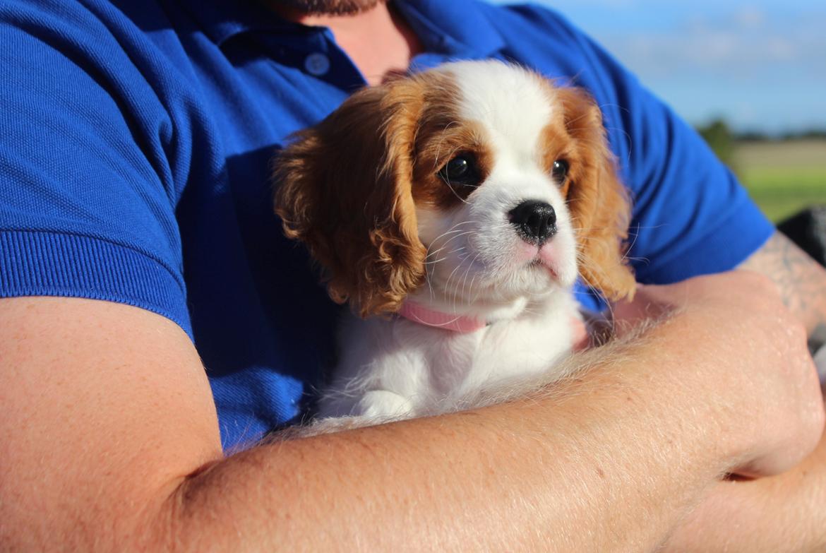 Cavalier king charles spaniel Zika - 11/9-2016 - 10 uger billede 12