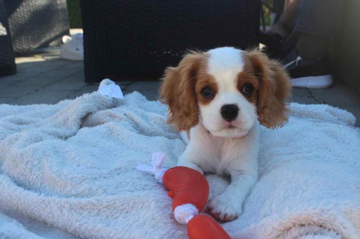 Cavalier king charles spaniel Zika - 11/9-2016 - 10 uger billede 9