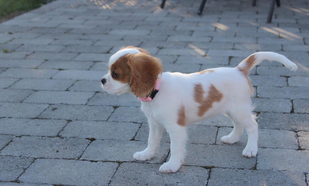 Cavalier king charles spaniel Zika - 11/9-2016 - 10 uger billede 13