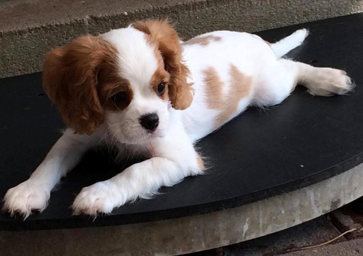 Cavalier king charles spaniel Zika billede 14