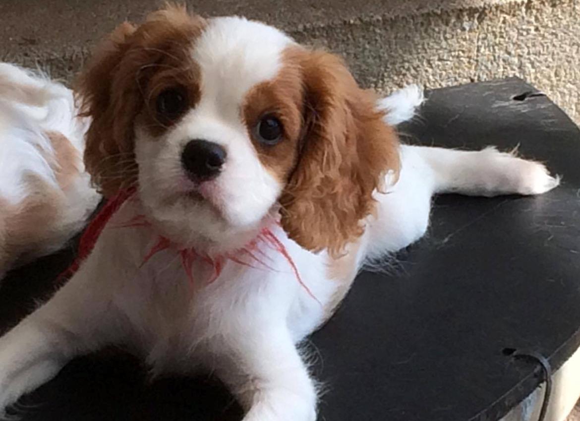 Cavalier king charles spaniel Zika billede 15