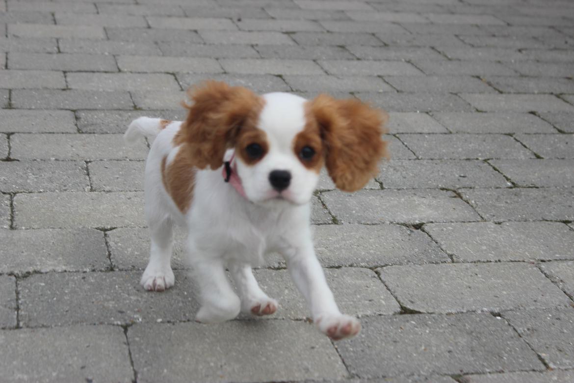 Cavalier king charles spaniel Zika - 11/9-2016 - 10 uger billede 16