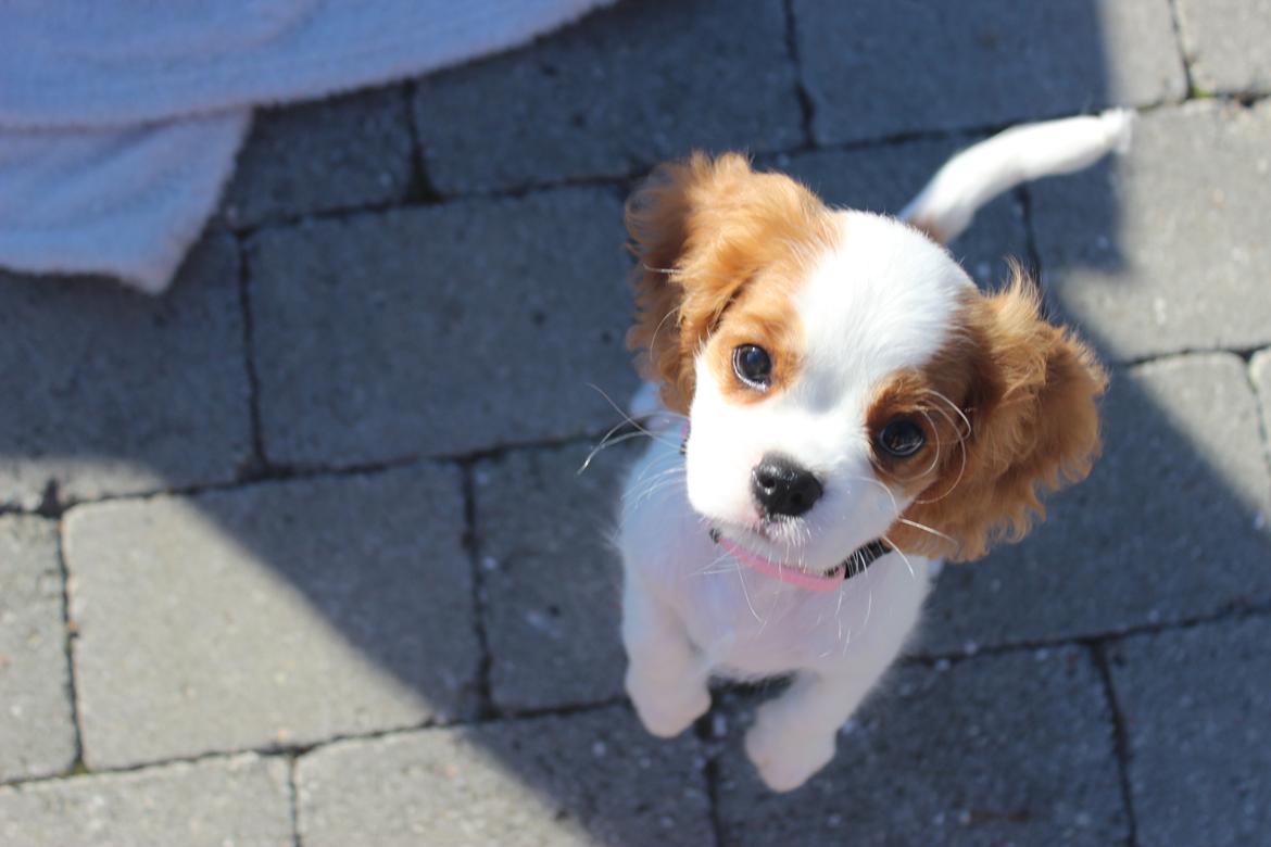 Cavalier king charles spaniel Zika - 11/9-2016 - 10 uger billede 18