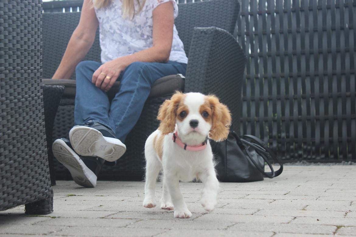 Cavalier king charles spaniel Zika - 11/9-2016 - 10 uger billede 17