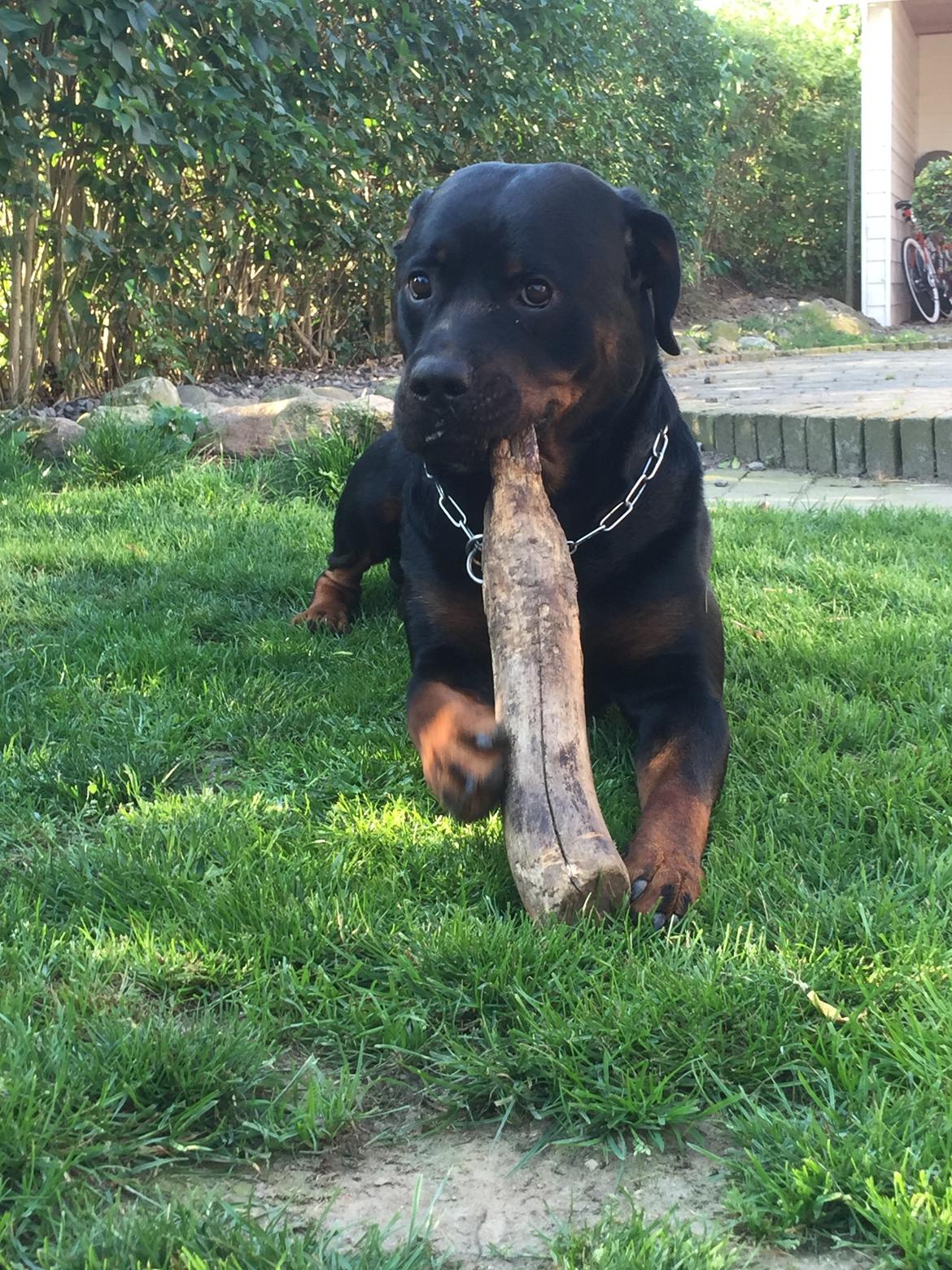 Rottweiler Jason - Her er Jason med sin elskede gnavepind billede 18