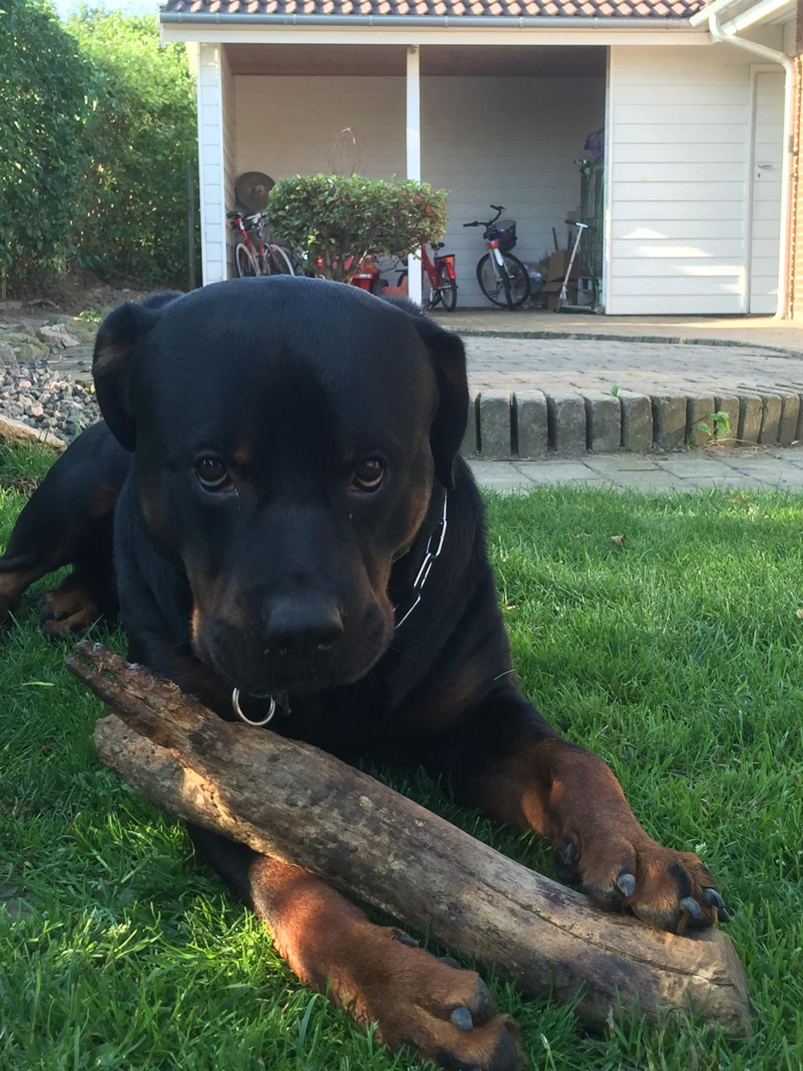 Rottweiler Jason billede 19