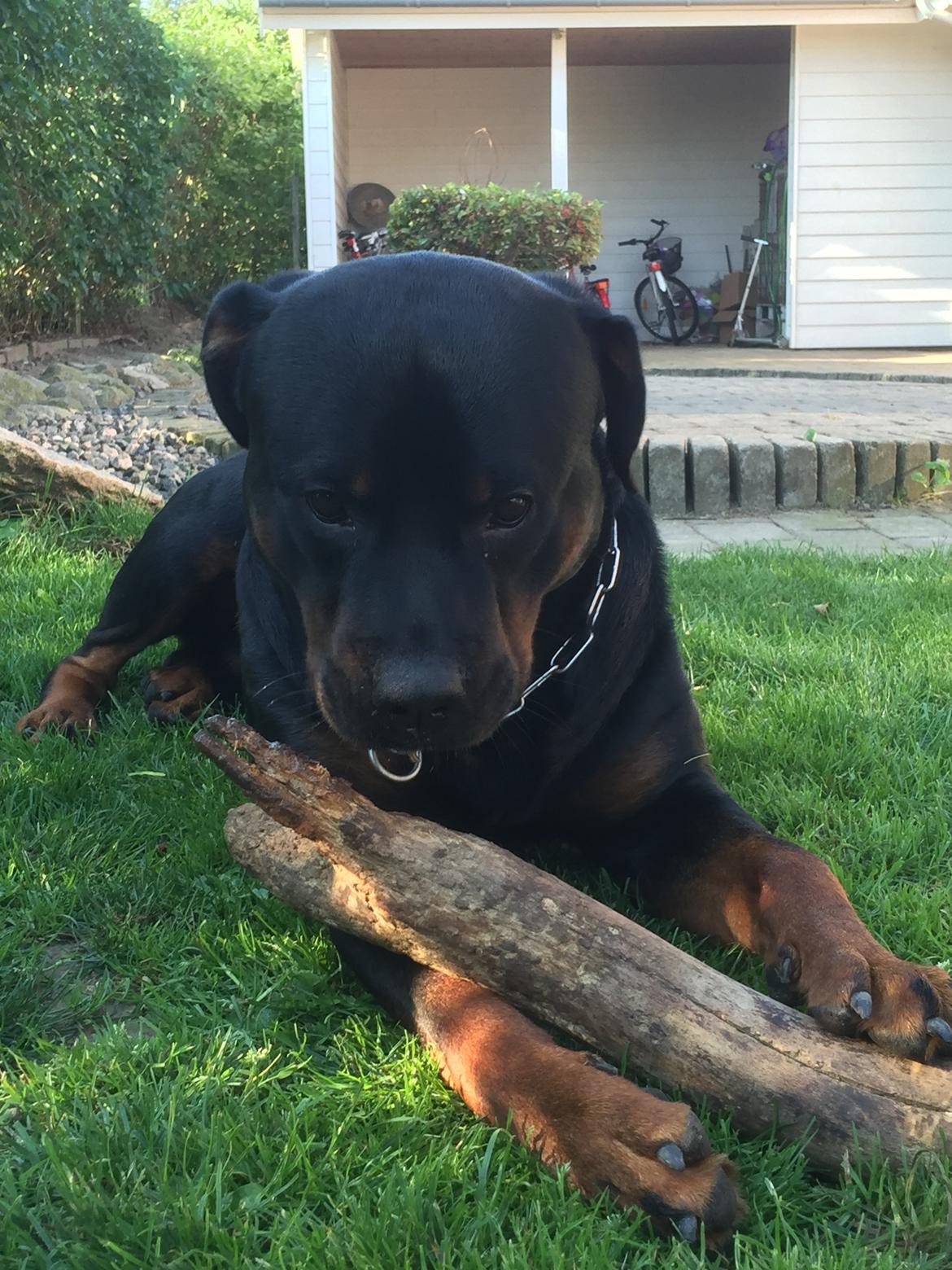 Rottweiler Jason billede 20