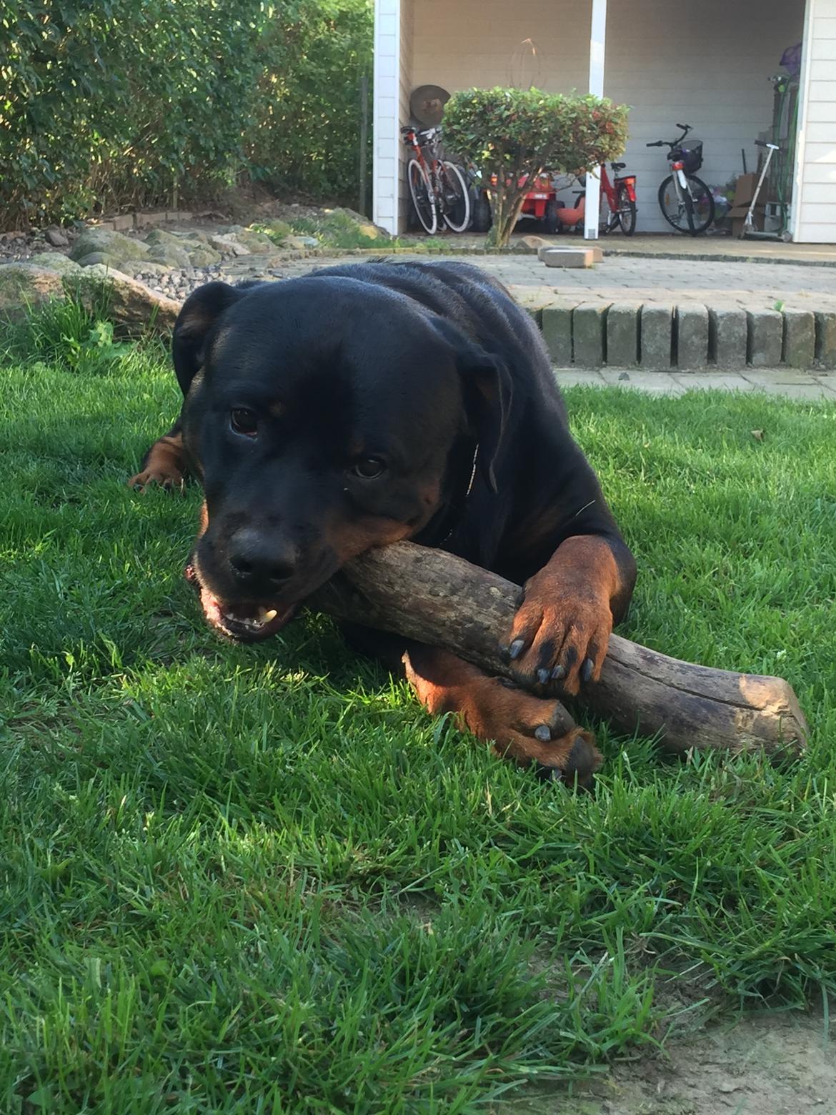 Rottweiler Jason billede 21