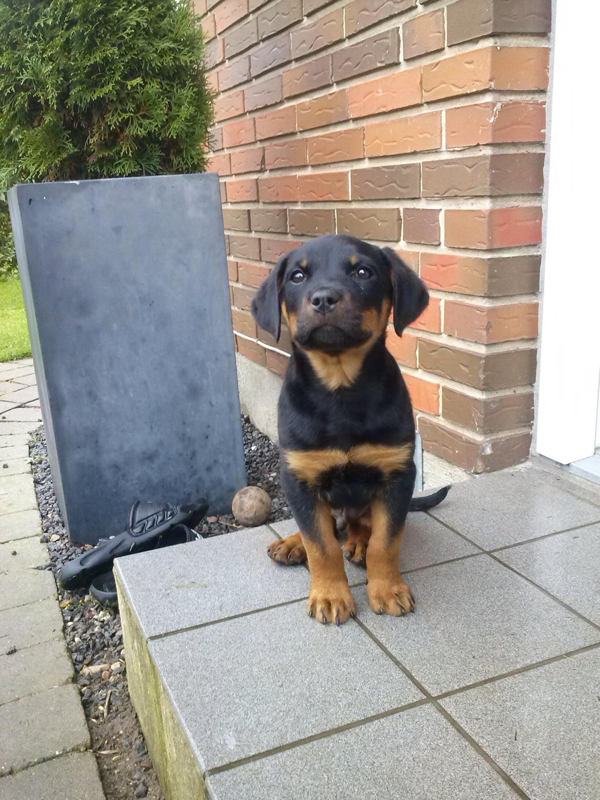 Rottweiler Jason billede 1