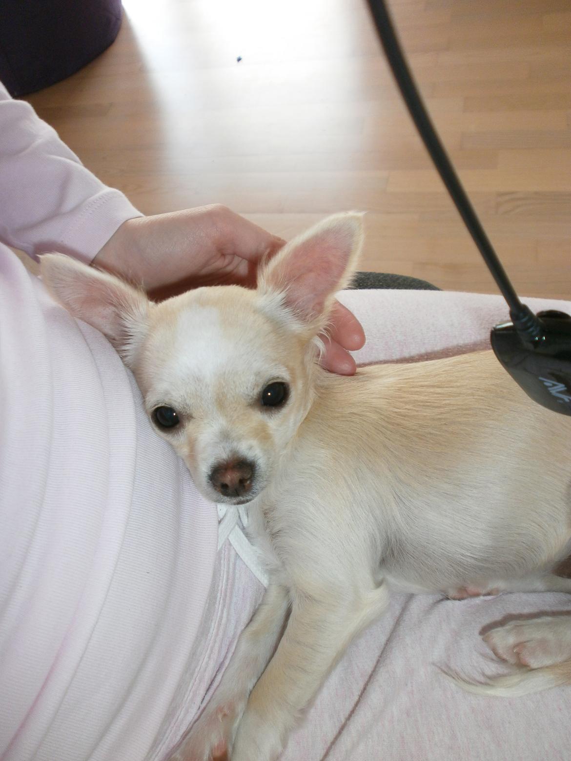 Chihuahua Lia billede 17