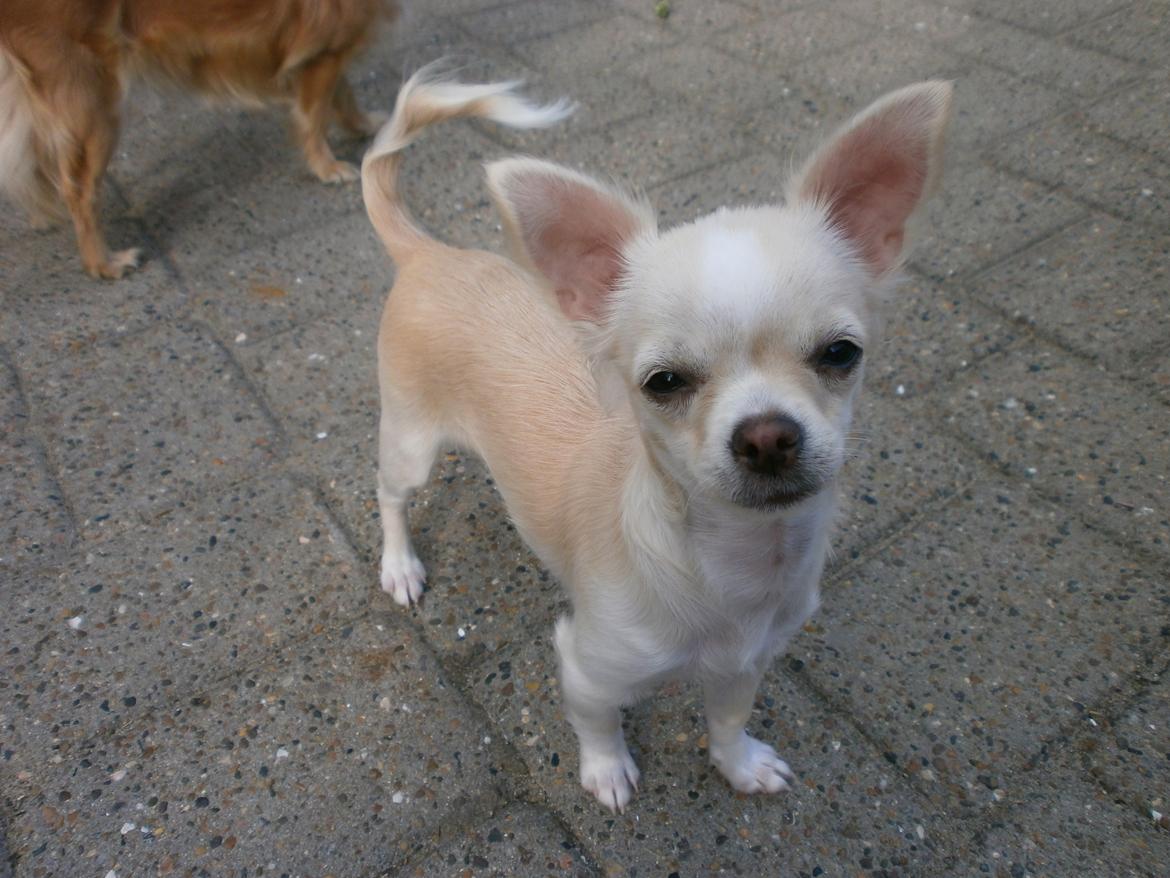 Chihuahua Lia billede 18