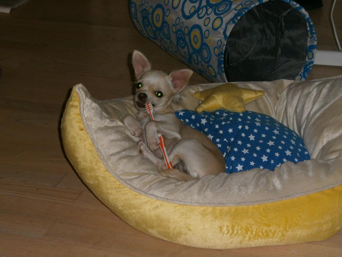 Chihuahua Lia billede 19