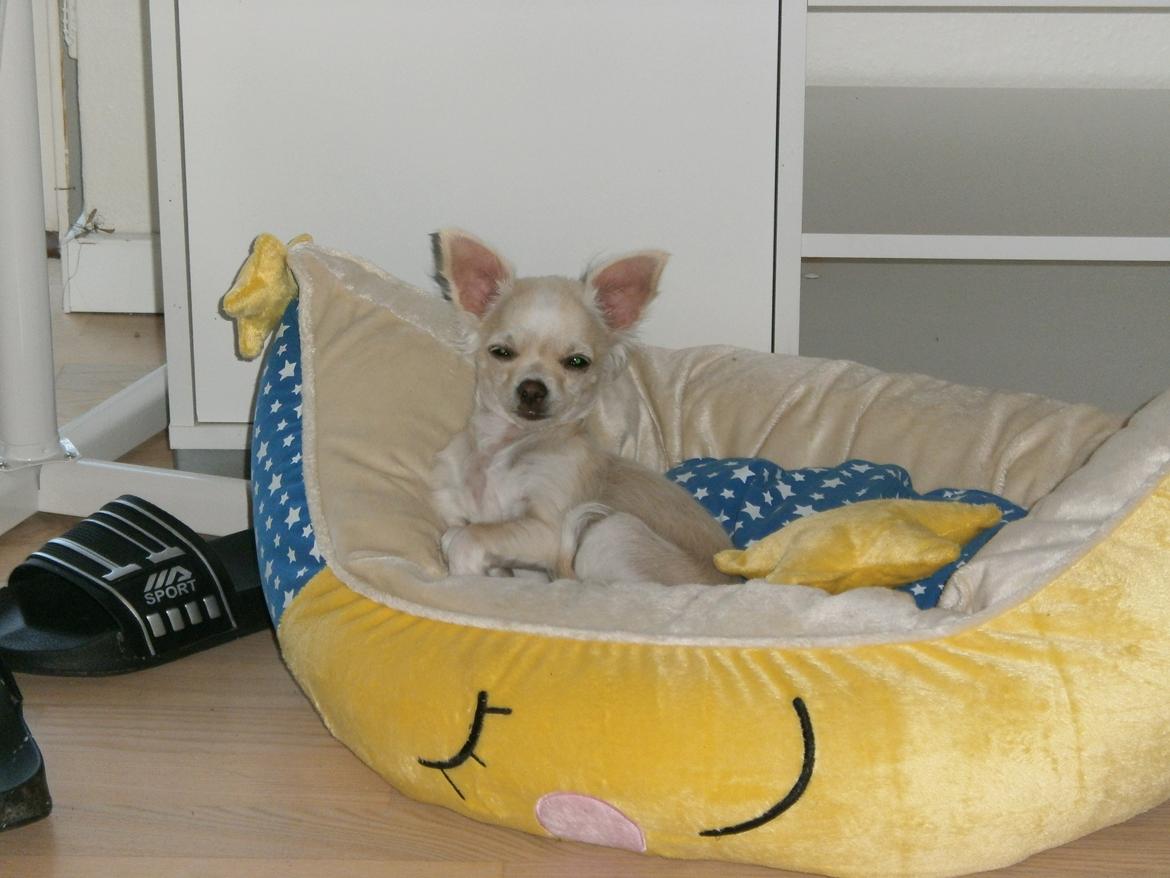 Chihuahua Lia billede 20