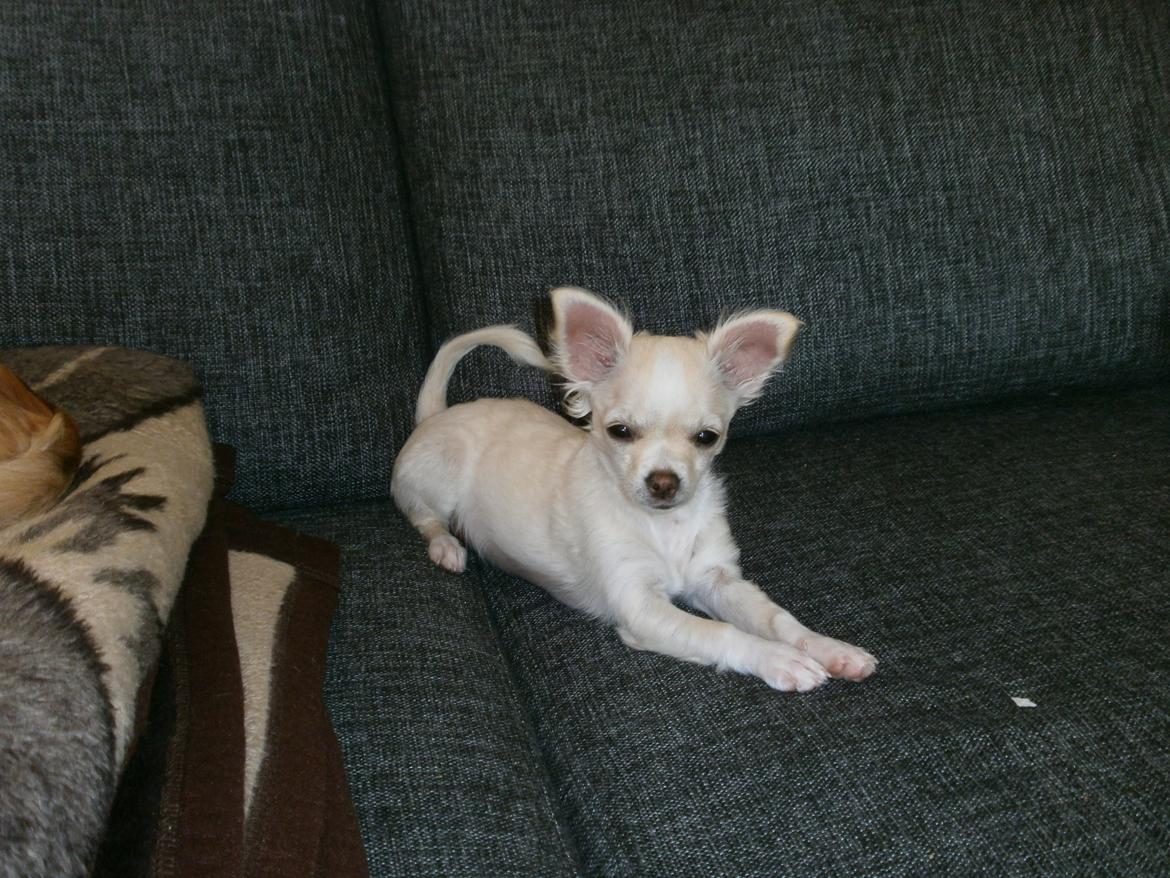 Chihuahua Lia billede 21