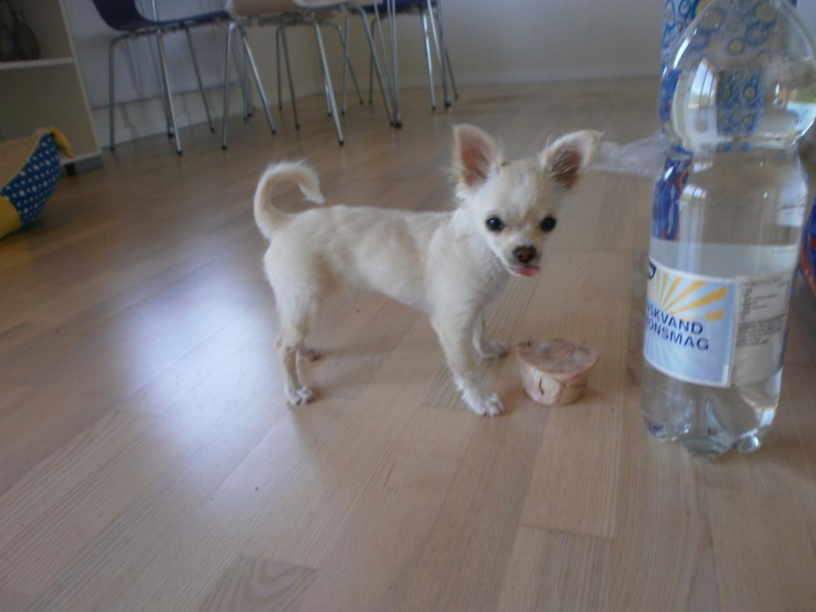 Chihuahua Lia billede 22