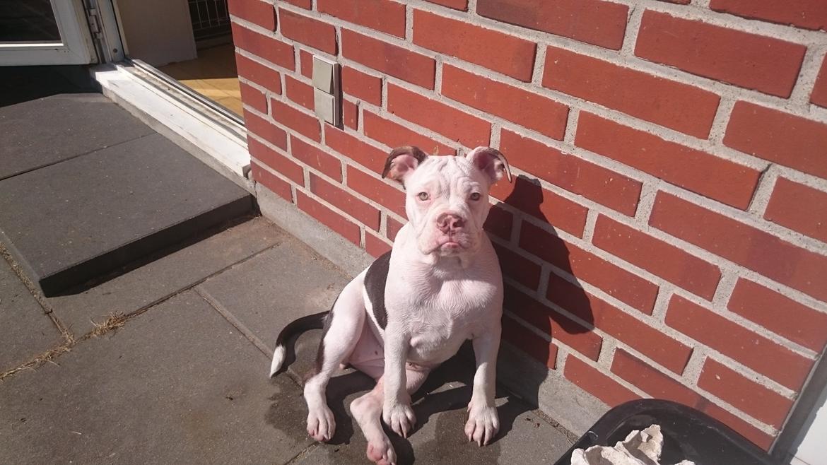 Olde english bulldogge Bella billede 8