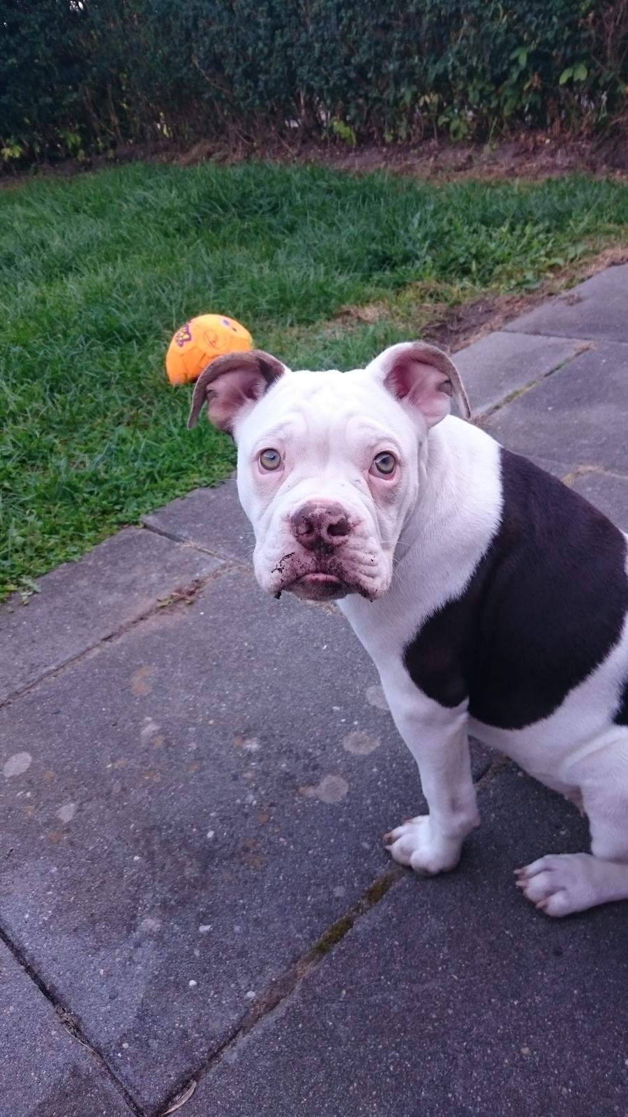 Olde english bulldogge Bella billede 9