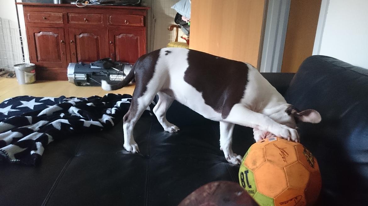 Olde english bulldogge Bella billede 10