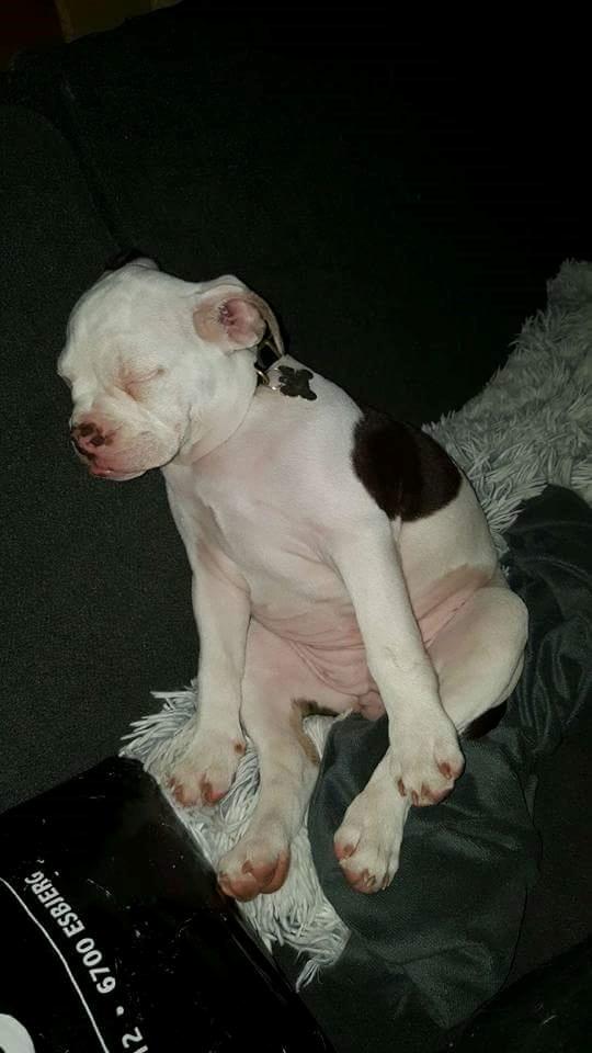 Olde english bulldogge Bella billede 11