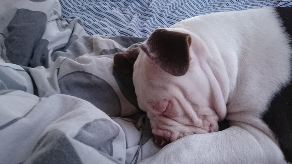 Olde english bulldogge Bella billede 12