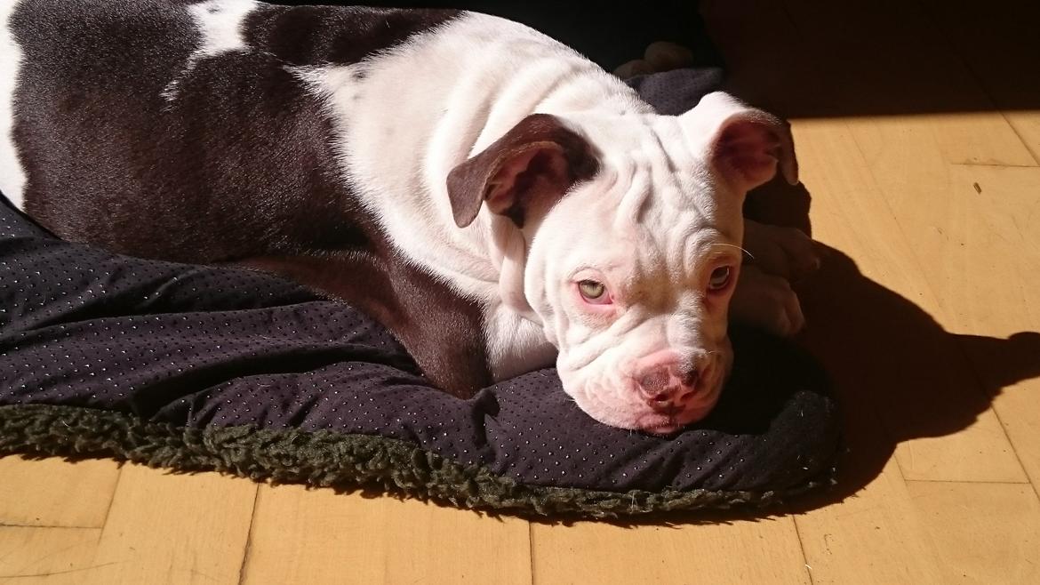 Olde english bulldogge Bella billede 13