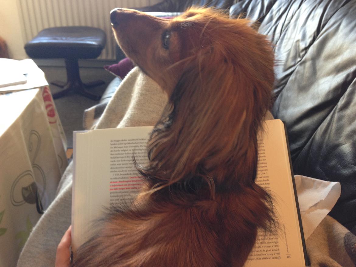 Dværggravhund Quinzy billede 3