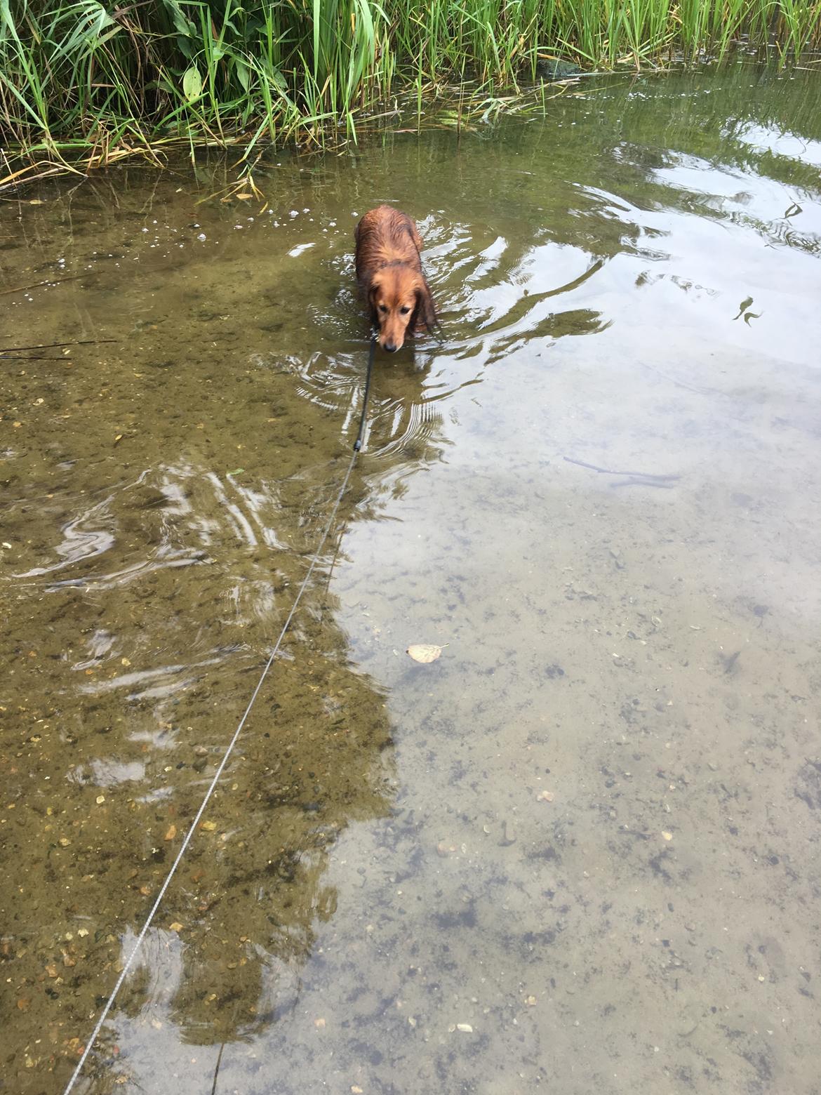 Dværggravhund Quinzy billede 4