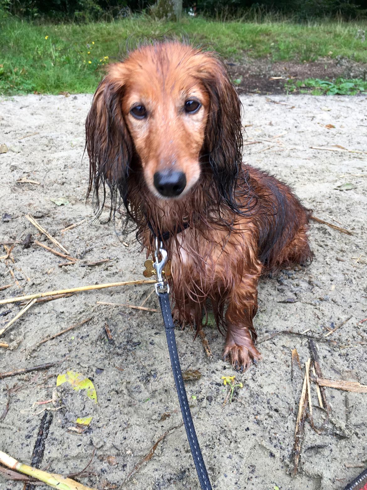 Dværggravhund Quinzy billede 5
