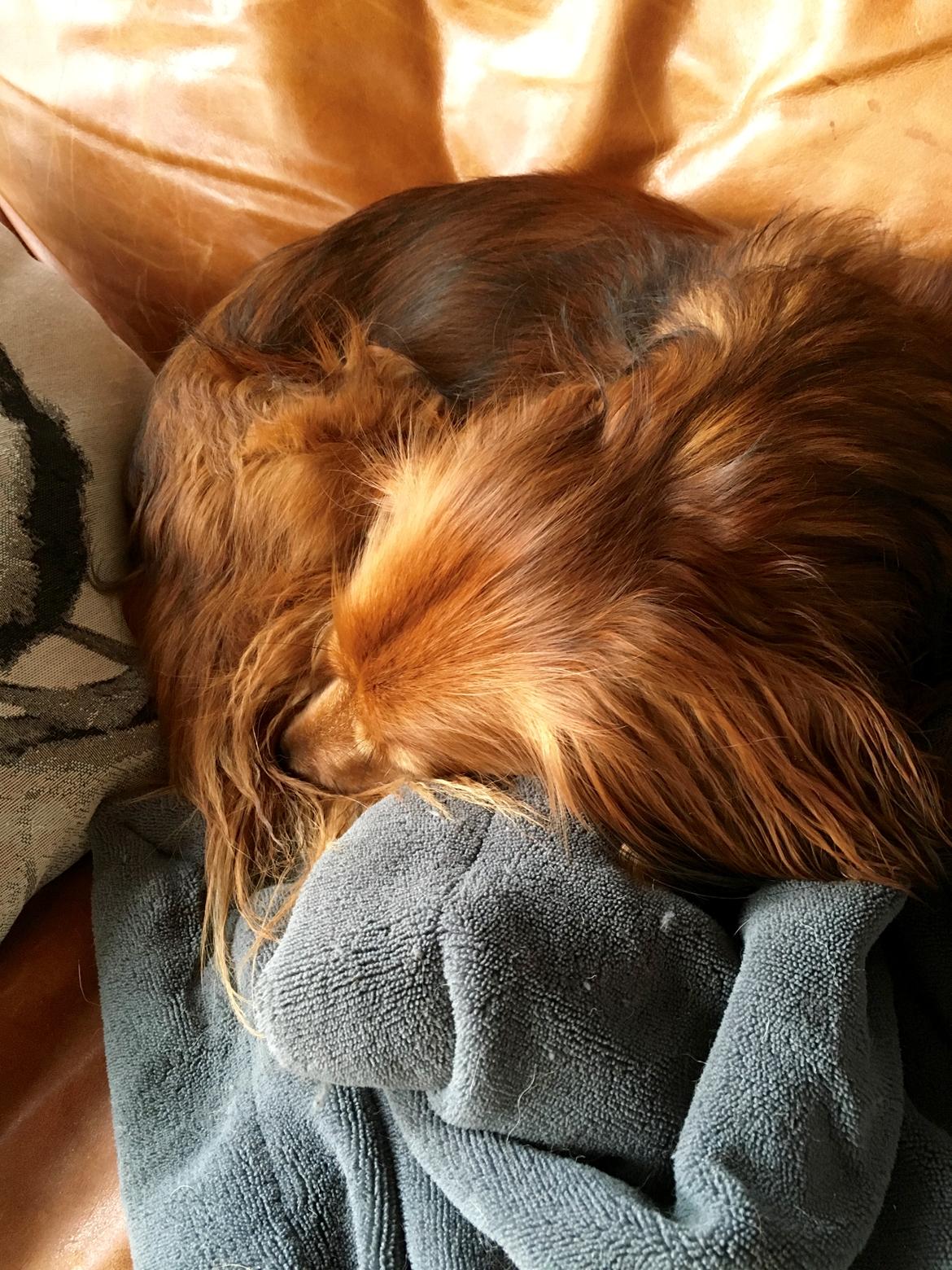 Dværggravhund Quinzy billede 6