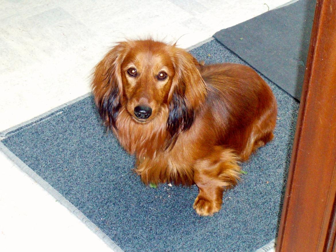 Dværggravhund Quinzy billede 1