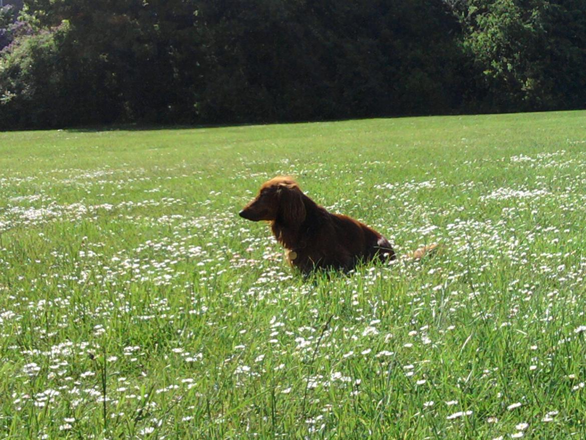Dværggravhund Quinzy billede 7