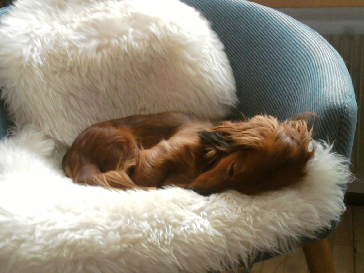 Dværggravhund Quinzy billede 2