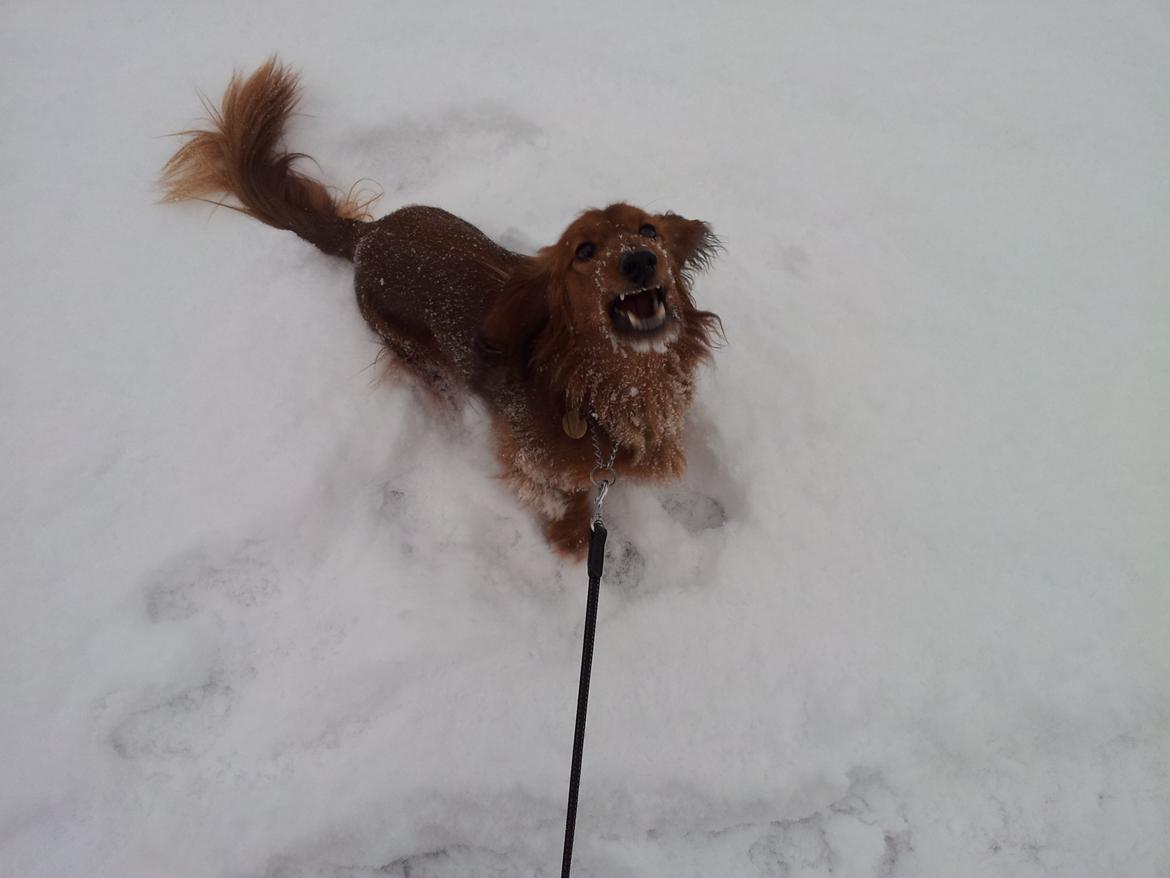 Dværggravhund Quinzy billede 8