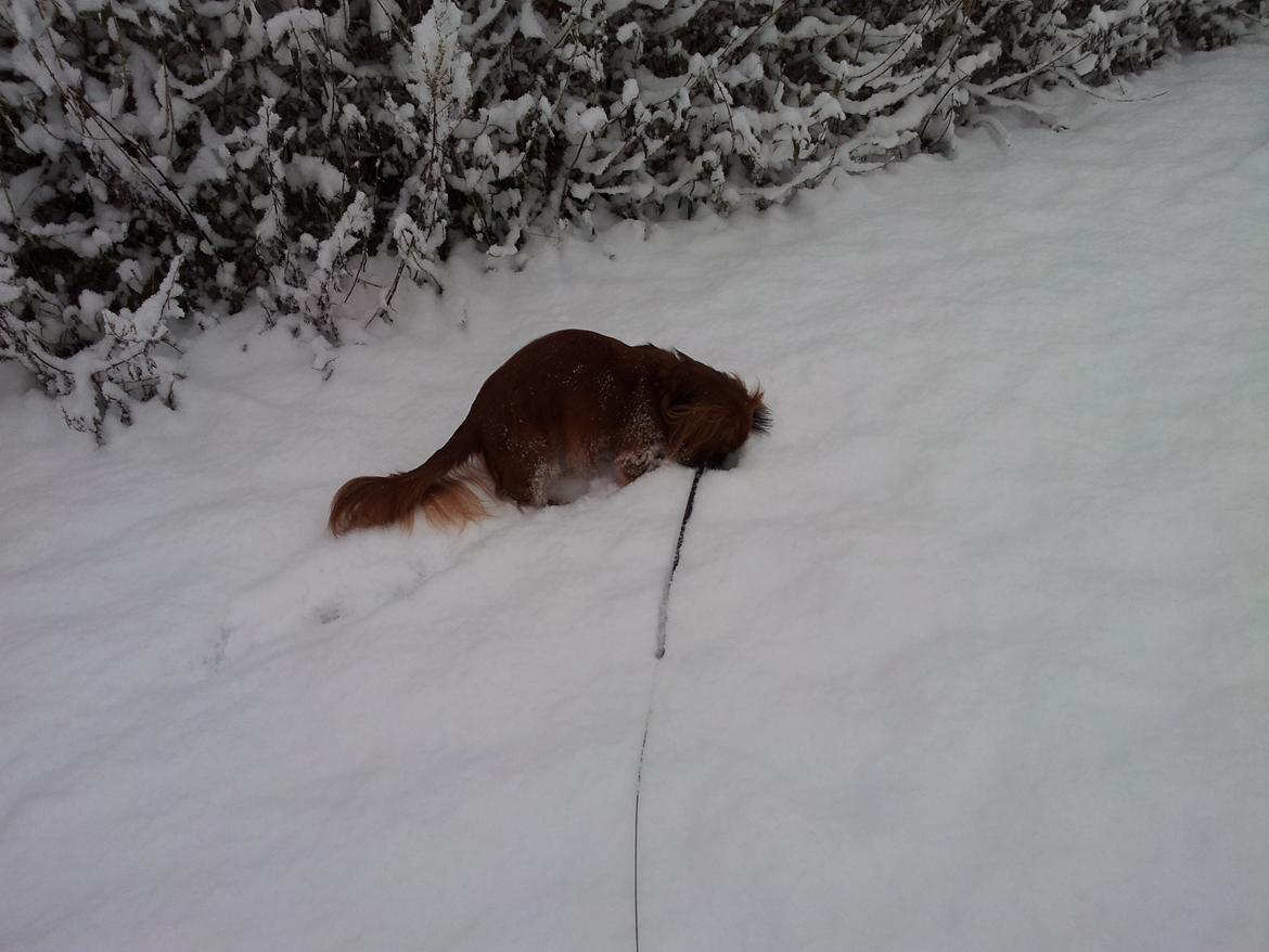 Dværggravhund Quinzy billede 9