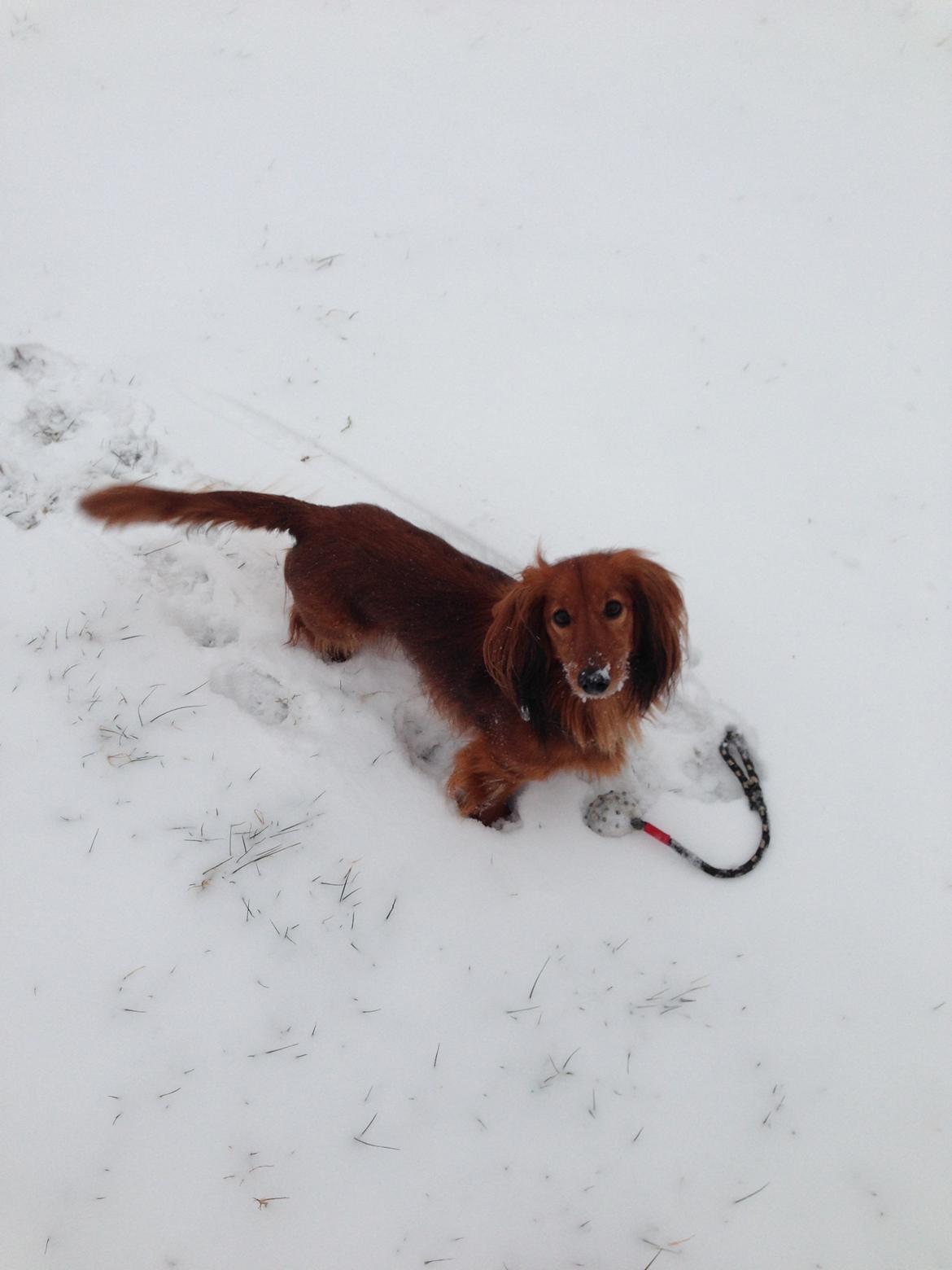 Dværggravhund Quinzy billede 10