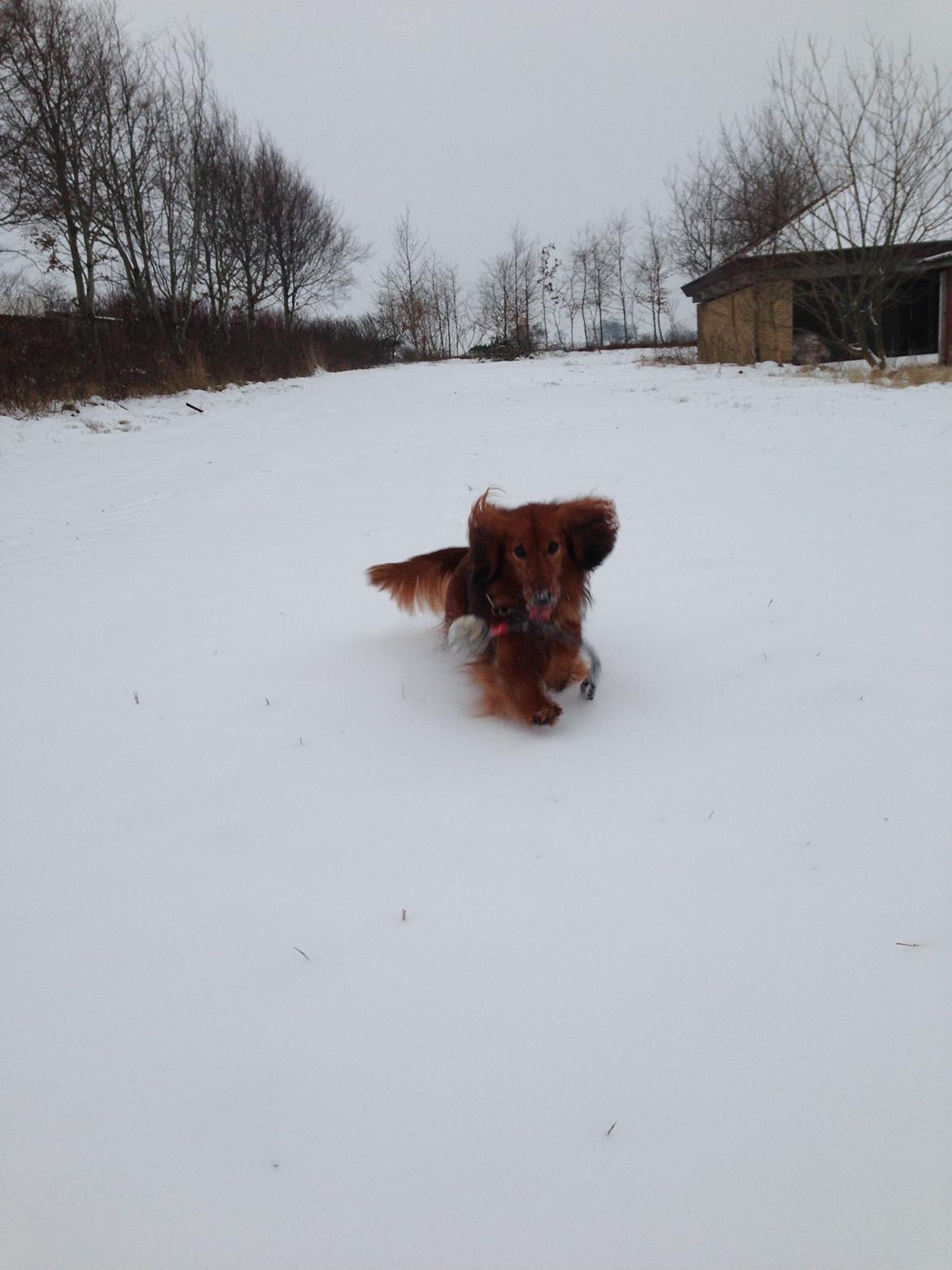 Dværggravhund Quinzy billede 11