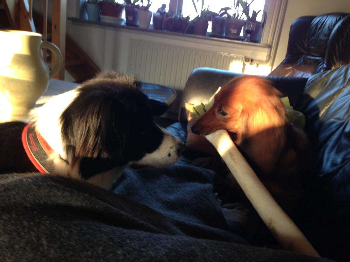 Dværggravhund Quinzy billede 12