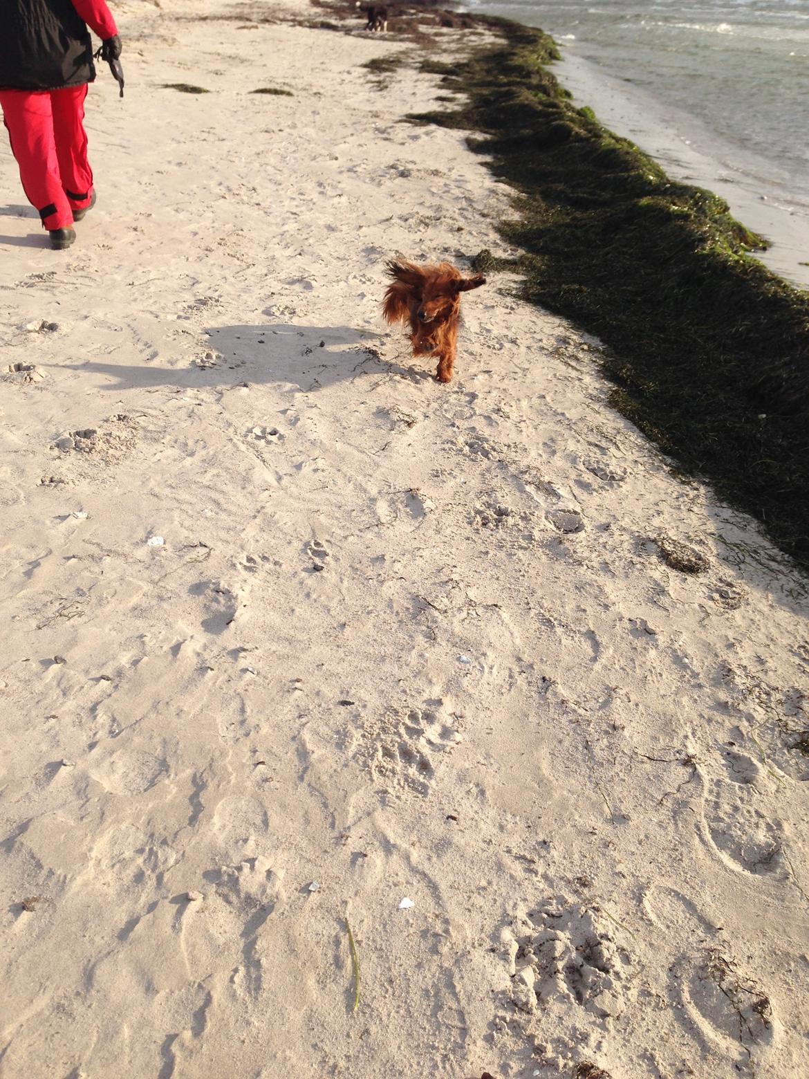 Dværggravhund Quinzy billede 13