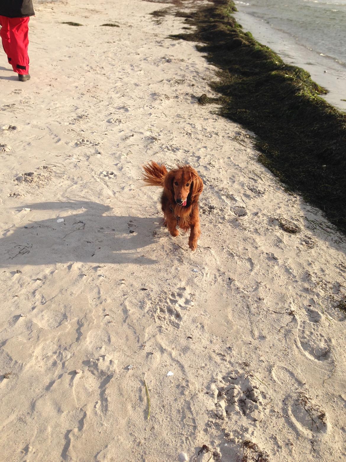 Dværggravhund Quinzy billede 14