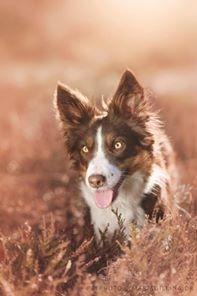 Border collie Edith billede 7