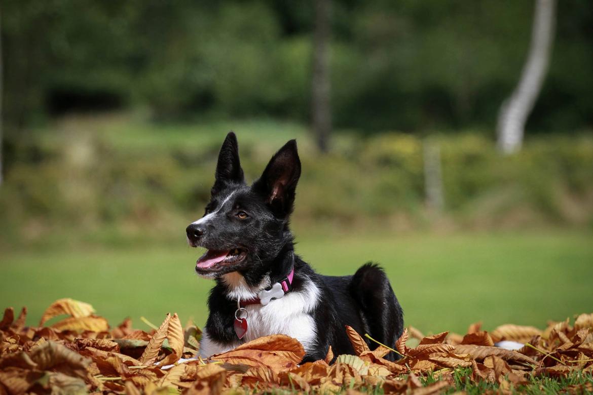 Border collie Fix billede 2