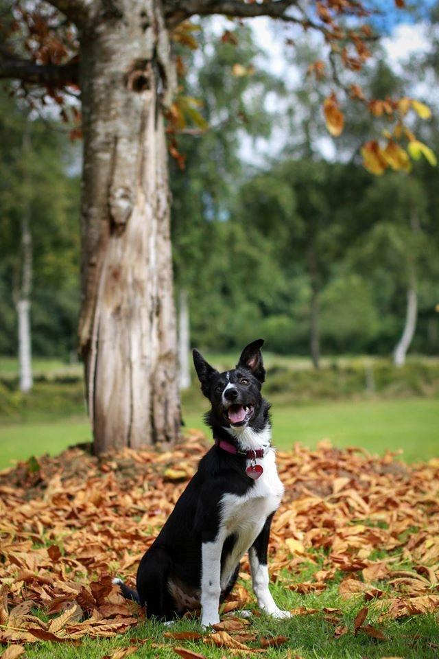 Border collie Fix billede 3