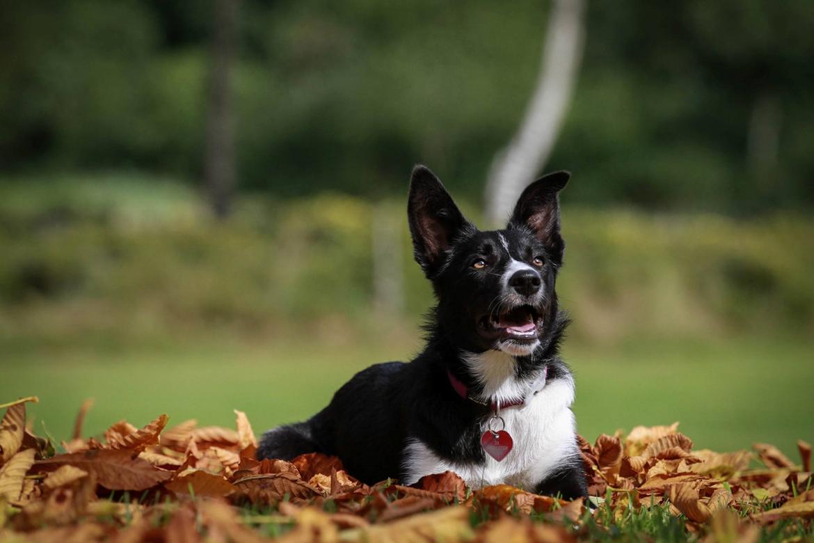 Border collie Fix billede 1