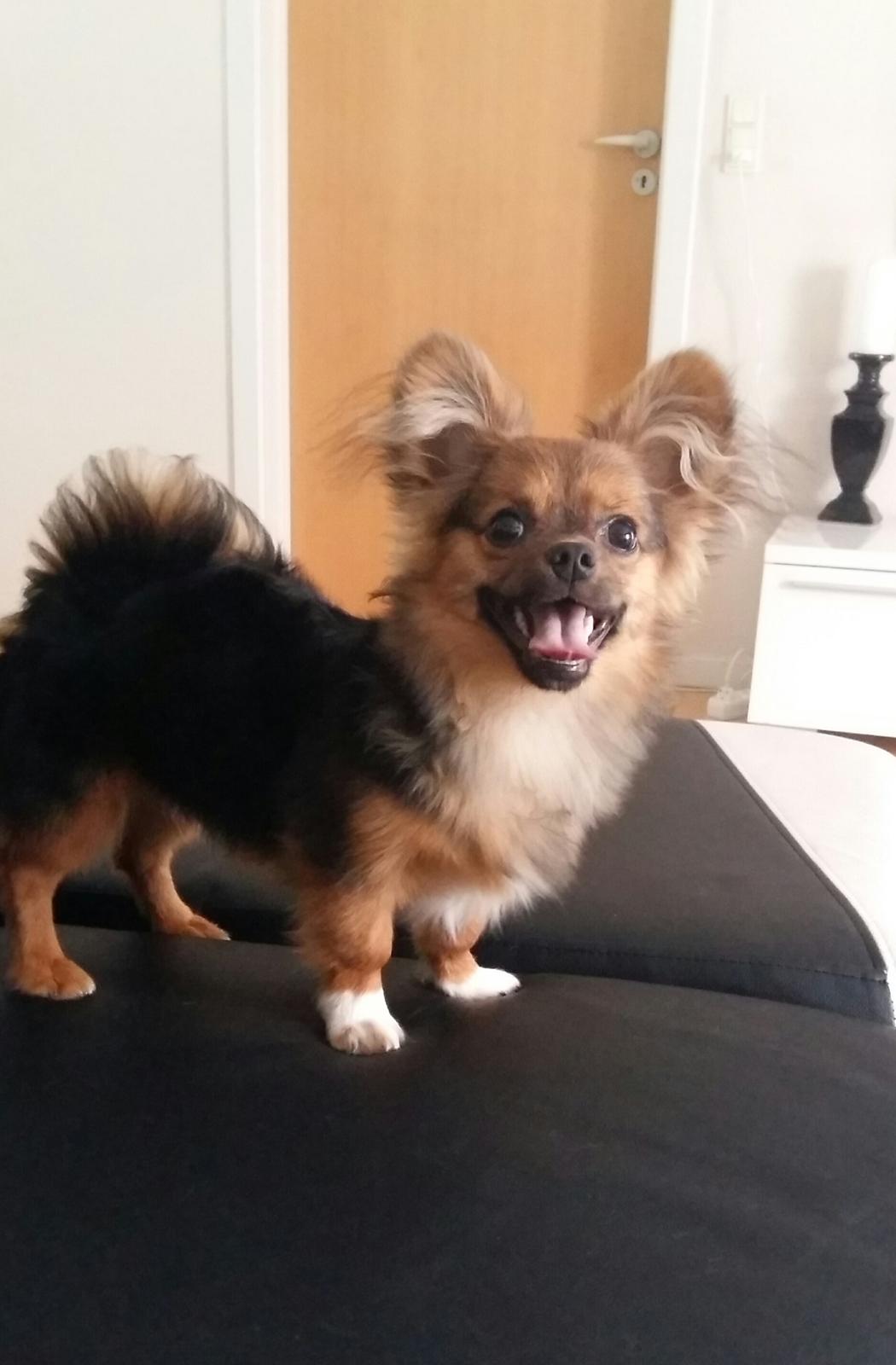 Chihuahua Mikkey billede 1