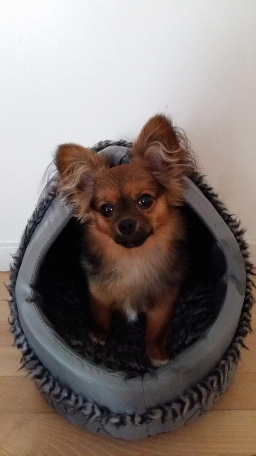 Chihuahua Mikkey billede 2