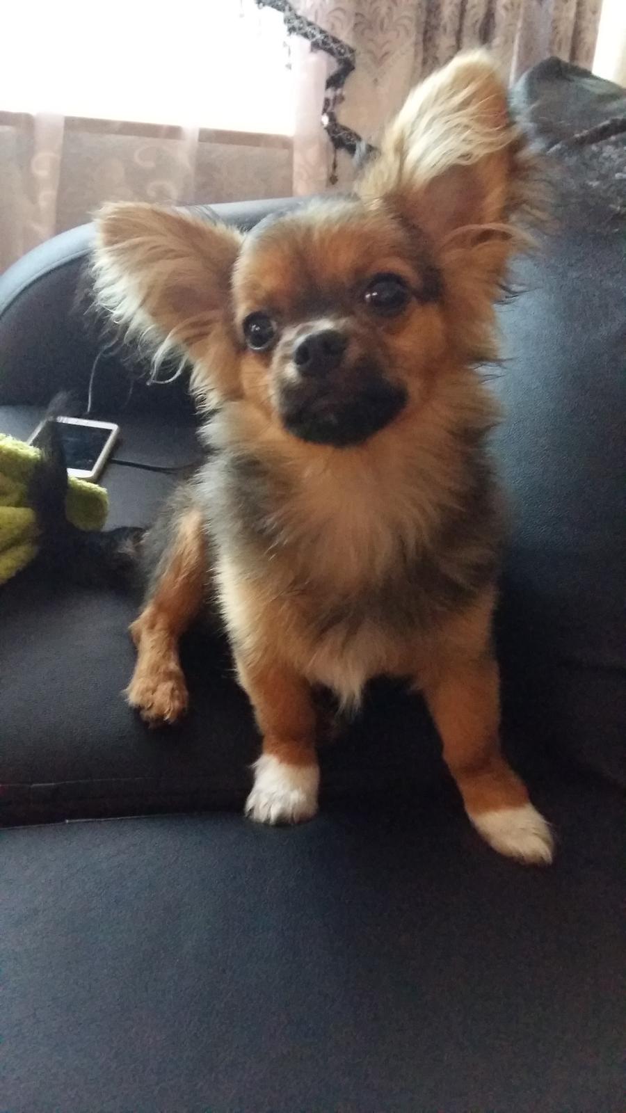 Chihuahua Mikkey billede 4