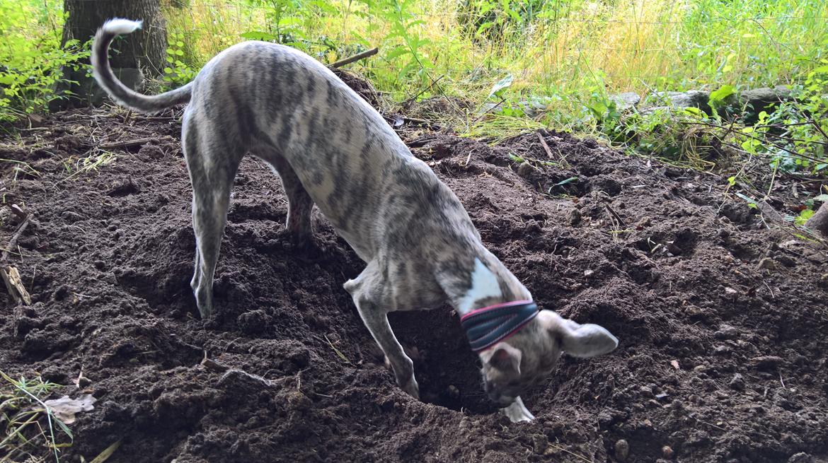 Whippet Frontrunner Italian Dreams - Cala billede 2