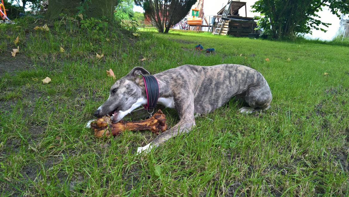 Whippet Frontrunner Italian Dreams - Cala billede 3