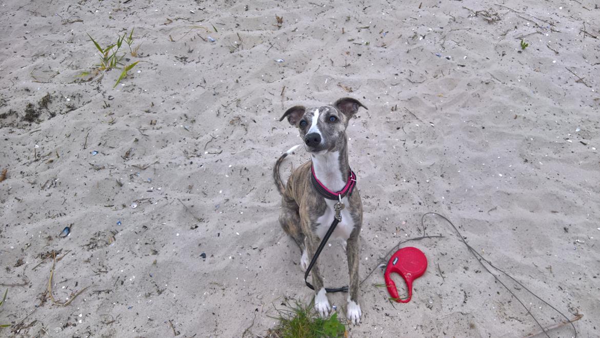 Whippet Frontrunner Italian Dreams - Cala billede 4