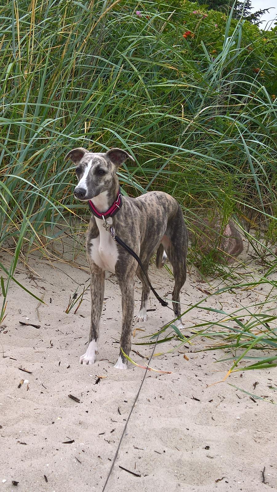 Whippet Frontrunner Italian Dreams - Cala billede 5